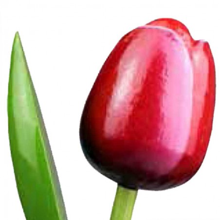Wooden Tulips - Various colours