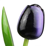 Wooden Tulips - Various colours