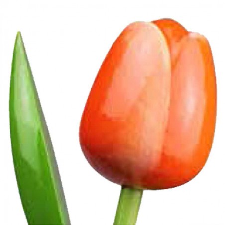 Wooden Tulips - Various colours