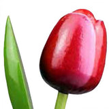 Wooden Tulips - Various colours