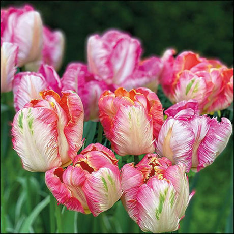 Ambiente Napkins - Parrot Tulips ... Holland Store - Toronto