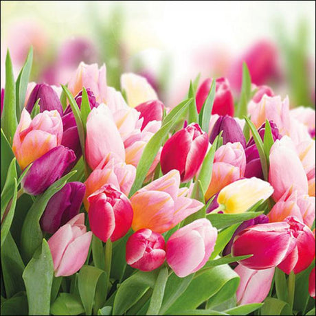 Ambiente Napkins - Glorious Tulips ... Holland Store - Toronto