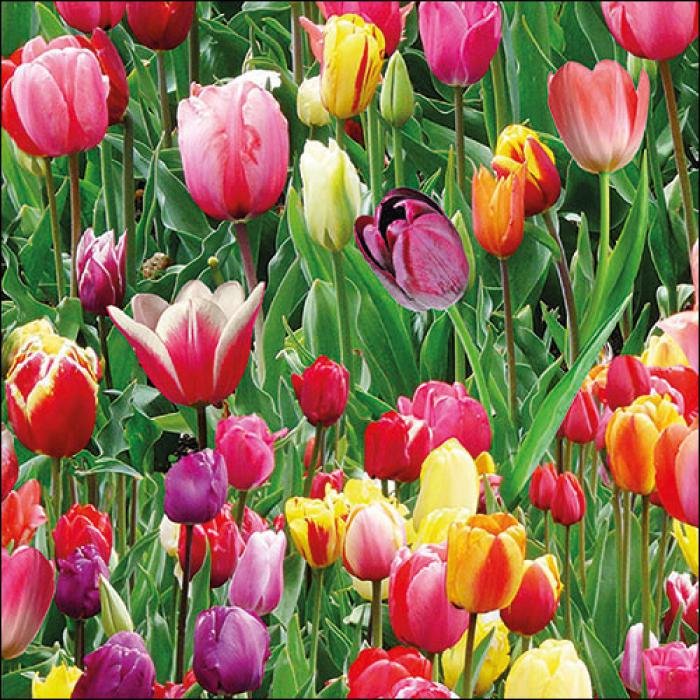 Serviettes Ambiente - Champ de tulipes