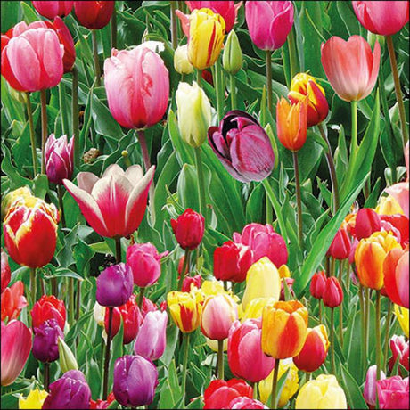 Ambiente Napkins - Tulips Field ... Holland Store - Toronto